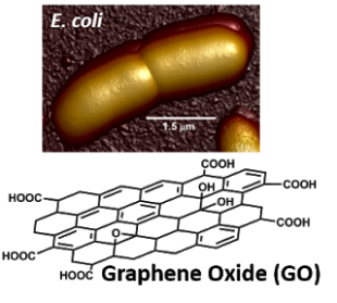 Graphene Oxide (GO) cell image